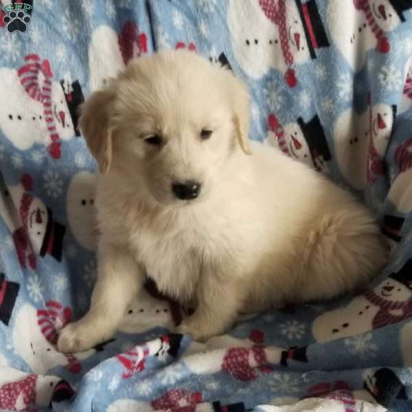 Renee, English Cream Golden Retriever Puppy